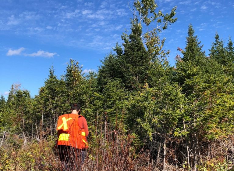 Community Forests International fundraising to protect Acadian forest