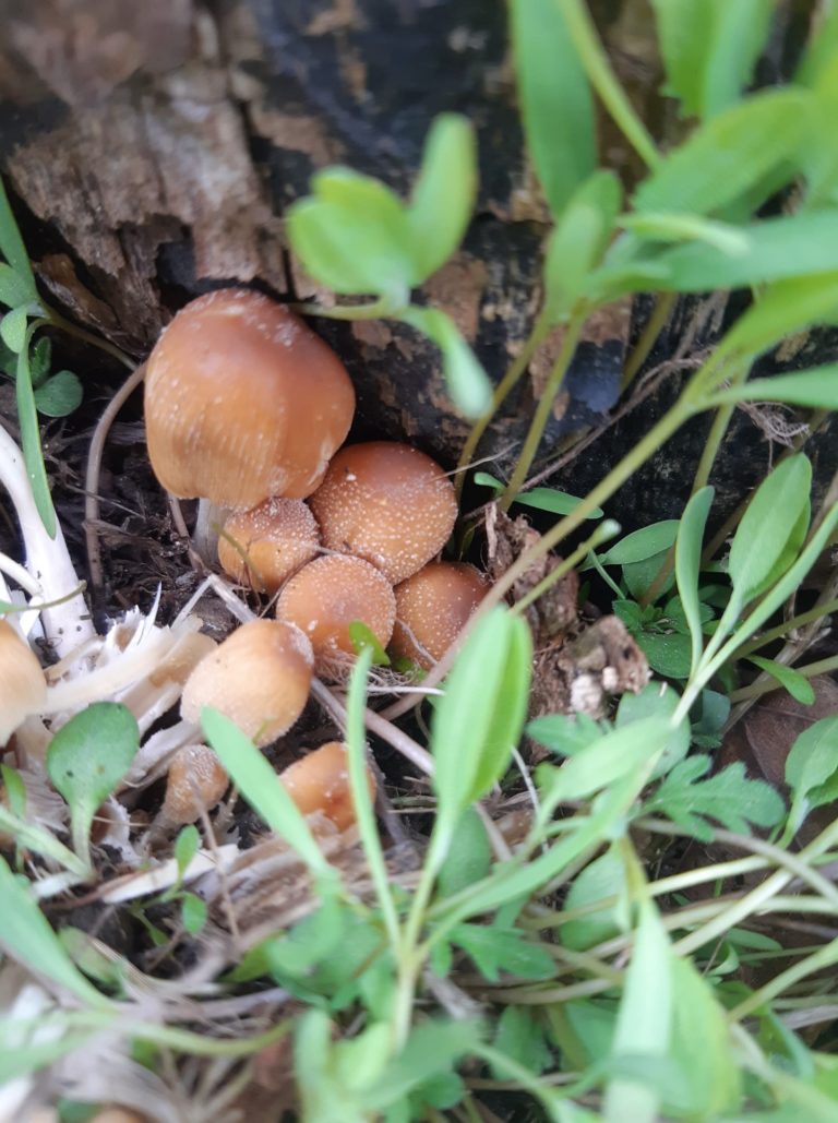 The dos and don’ts of food foraging, according to local experts