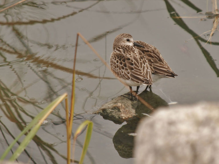 Tantramar Report: Sandpiper watch, Sackville’s vaccine stats, and upcoming construction on Queens Road