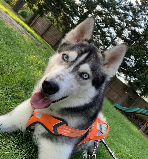 One month after fire, the search for Shadow continues