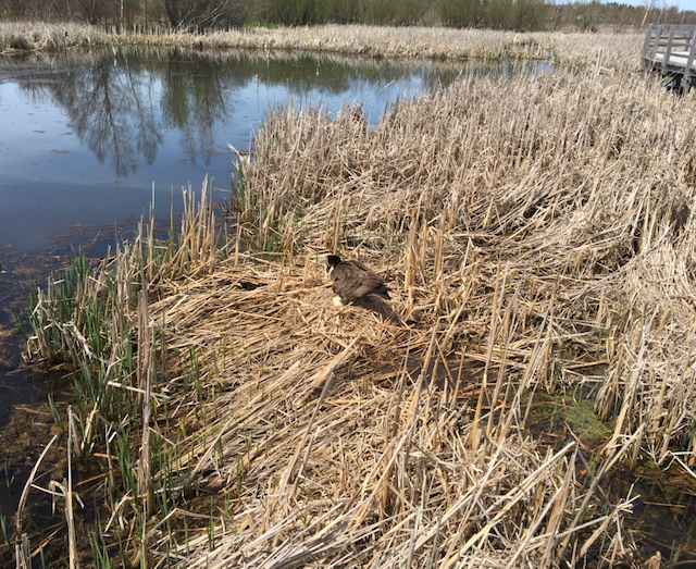 ‘They’re really good parents’: geese nesting in Waterfowl Park have mixed reactions to passersby