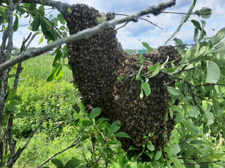 Thousands of honey bees removed from Sackville Waterfowl Park