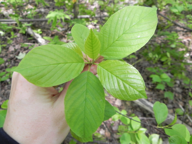 Volunteer work party Saturday to get rid of invasive species along Tantramar River