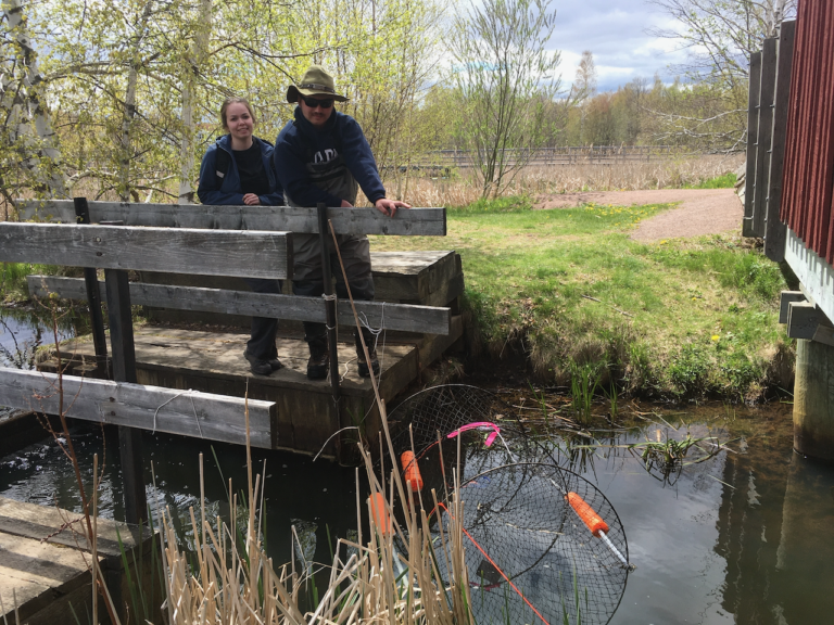 The Great Tantramar Turtle Mystery: researchers aim to fill knowledge gap about presence of turtles in region’s waterways