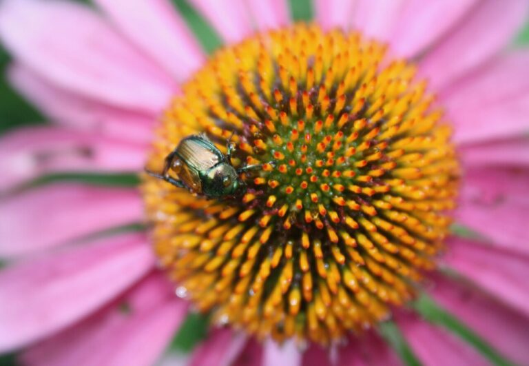 Pollinator beds for Sackville, and small changes to flower contract for next two years