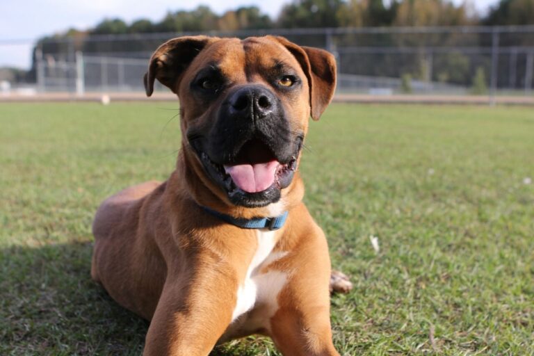 Tantramar council has concerns about Dufferin Street dog park plan