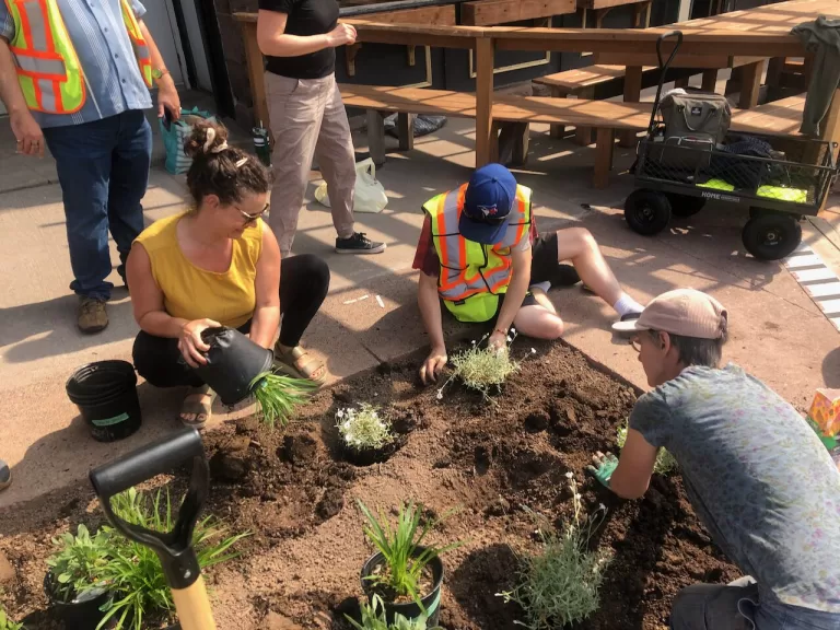 New native pollinator gardens in downtown Sackville are ‘ecologically fantastic’