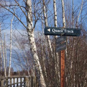 Mid & Late February picks for Tantramar: council, dancing, frisbee and sculpture