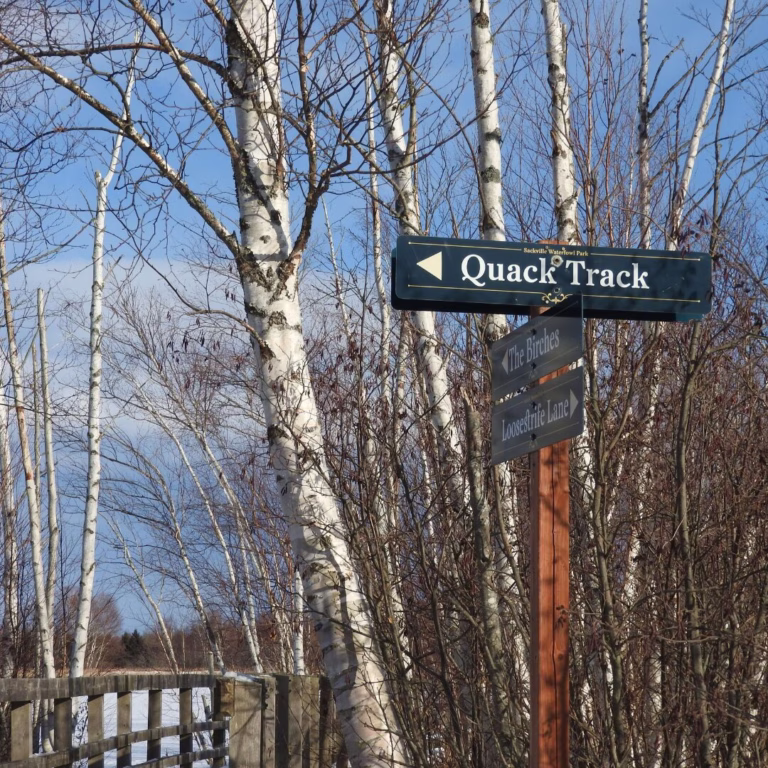 Mid & Late February picks for Tantramar: council, dancing, frisbee and sculpture
