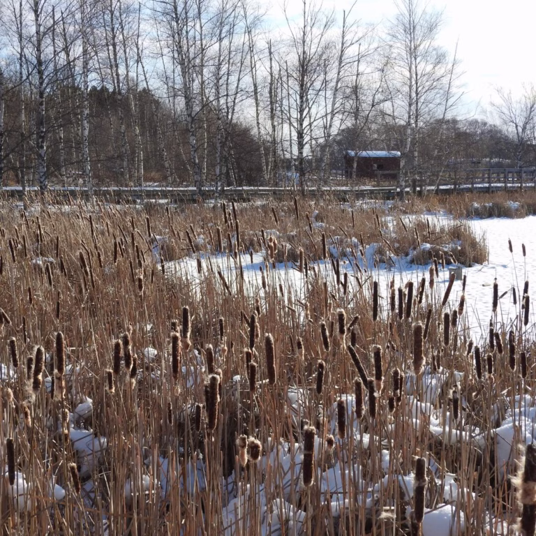 Mid and End of March picks for Tantramar: exhibition, music, dance and more