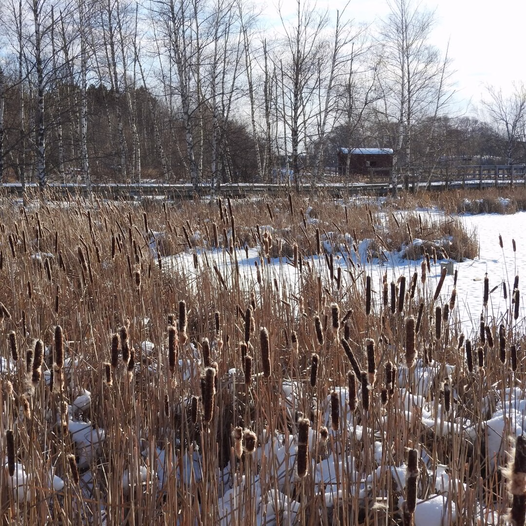 Mid and End of March picks for Tantramar: exhibition, music, dance and more