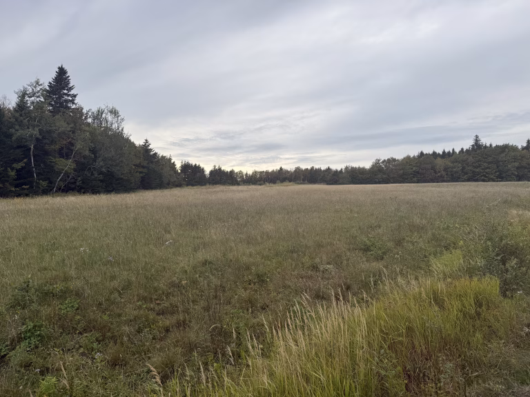 Hundreds of native trees to be planted at Beech Hill Park